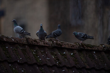 Tauben, die auf einem alten Dachfirst sitzen