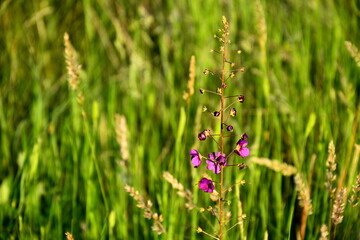 The blooming mullein purple (Verbascum phoeniceum) on a green background of meadow grasses.