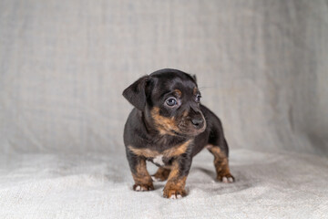 Brown and black brindle Jack Russell Terrier dog puppy. Looks cheeky, dog front view. Cream colored background