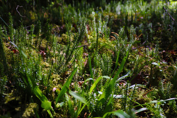 Young green plants in the spring forest.