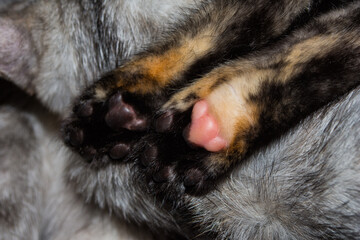 Cat's black-gold paws with pink pads close-up, on a background of gray wool.