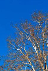Fototapeta na wymiar Bare trees against the backdrop of a pure blue sky. Tall trees - background with contrasting elements.