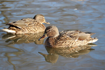 Mallard ducks swimming in water. Two female wild ducks on a river