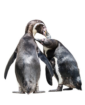 A pair of penguins brush each other's feathers. White background isolated