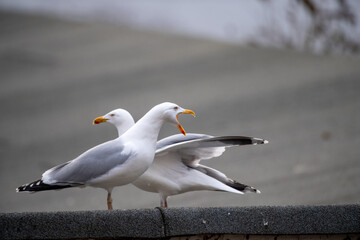 2 Möwen unterhalten sich auf einem Dach