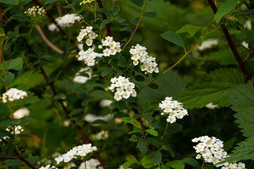 beautiful white flowers in the meadow, floral background of delicate flowers