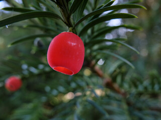Red yew fruit