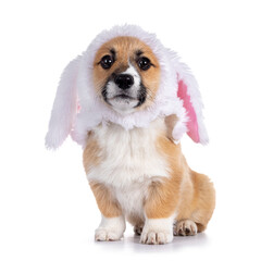Cute Corgi dog puppy, wearing funny rabiit or easter bunny cat with lop ears from fake fur. Sitting...