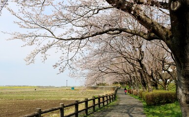 桜の咲く　散策路　風景