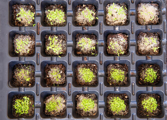 Young sprout in plastic seedling trays. Beginning stage of plant life