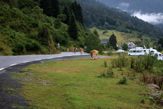 Bovins sur la Route