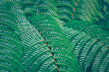 Close-up green fern leaf, beautiful pattern, selective focus, texture botany, complex.