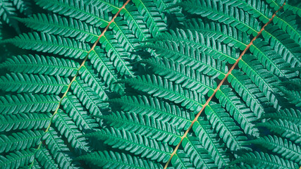 Close-up green fern leaf, beautiful pattern, selective focus, texture botany, complex.