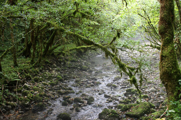 Petite Amazonie des Pyrénées - Gourgue d'Asque - L'Arros