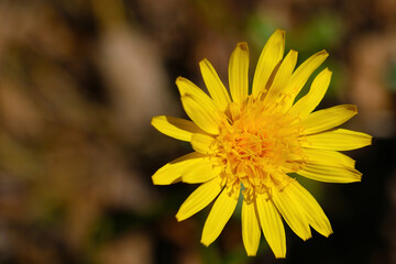 Dandelion flower close up on a sunny summer day.
