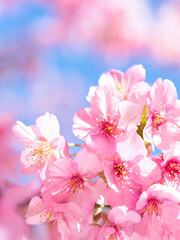 満開のサクラの花