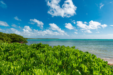Secluded virgin beach in Tulum, Mexico