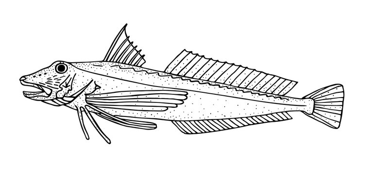 Tub gurnard. Black hand drawn realistic outline vector image.