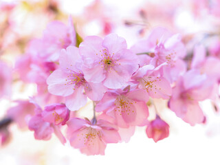 満開のサクラの花