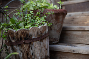 Close up of an old wooden pot with a plant on wooden steps.