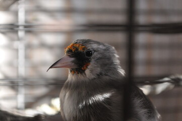 Grey-headed goldfinch sitting in a cage close-up
