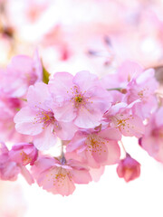 満開のサクラの花