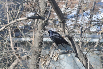 A black raven sits on a tree branch