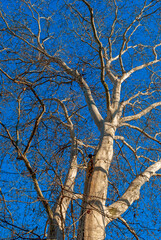 Trees die standing. A composition of trees without bark against a clear blue sky.