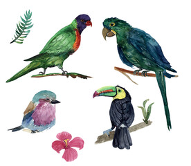 Watercolor set of tropical birds, toucan and parrot, flowers, design elements