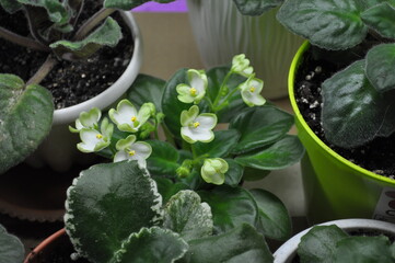 Cultivation of violets in the apartment and at home flowering green