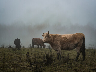 Group of cows during mystical foggy morning on the field.