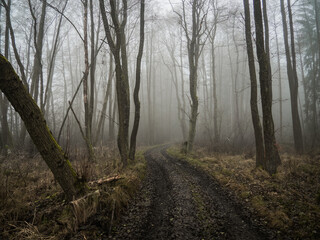 Spooky and gloomy forest, fogging with amazing and dramatic atmosphere.