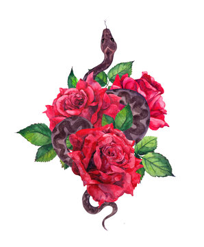 Snake and red roses flowers. Watercolor design for gothic tattoo
