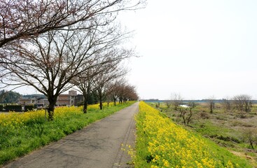 菜の花の道　堤防　風景