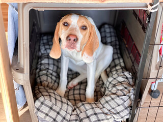 ハウスの中から見上げる犬