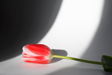 Red tulip lying on a light background in the sunbeam indoors, copy space