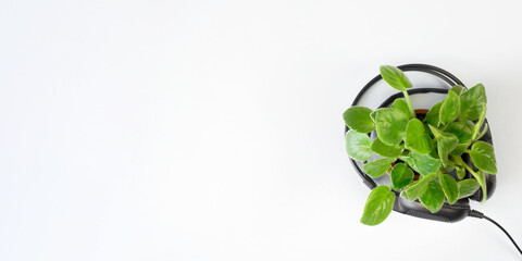 Houseplant and black headphones on a light background, flat lay. Banner, copy space