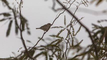 Sparrow on a tree in a morning fog