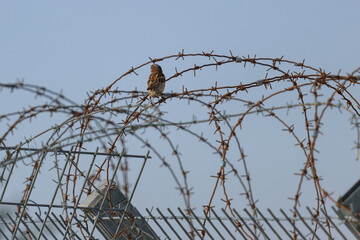 Wild sparrow on a barb wire