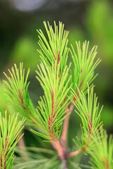 Young pine branch