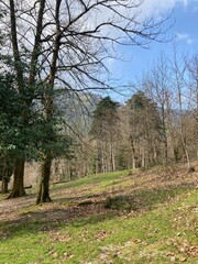 Obraz premium autumn in the forest