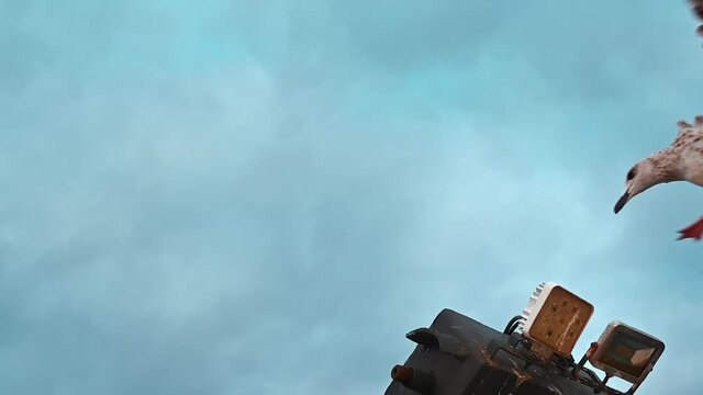 Close view of two seagulls, cloudy sky on the background in Greece