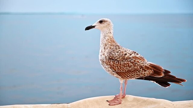 Close view of a seating seagull, cloudy sky, sea on the background in Greece