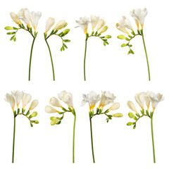 Set of freesia white blooming flowers and buds isolated on white background.
