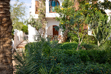 Fototapeta na wymiar Tropical garden with many plants in the backyard in Egypt.