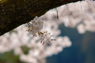 日に当たる桜