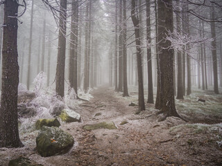 Spooky and gloomy forest during winter, covered with fog and white snow. Amazing and dramatic atmosphere.
