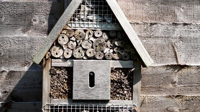 Time lapse of a bee house with bees flying around