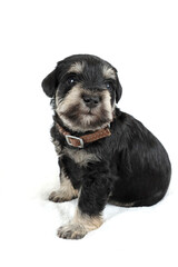 miniature schnauzer black and silver 3 weeks isolated on white 