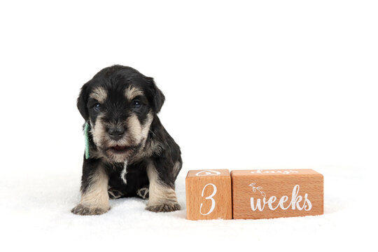 miniature schnauzer black and silver 3 weeks isolated on white  - Powered by Adobe